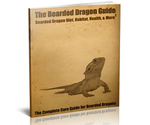 The Bearded Dragon Guide