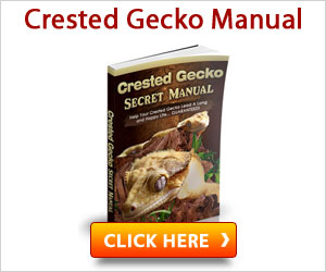Crested Gecko Secret Manual