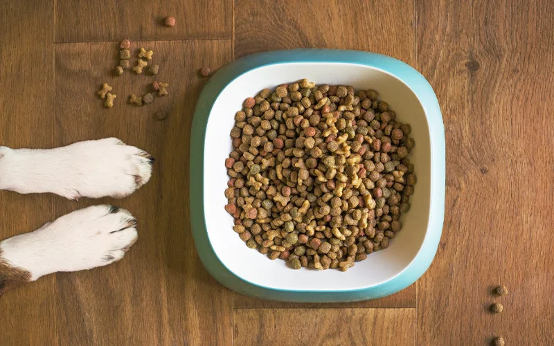 Make a Natural Dog Diet at Home for Better Health