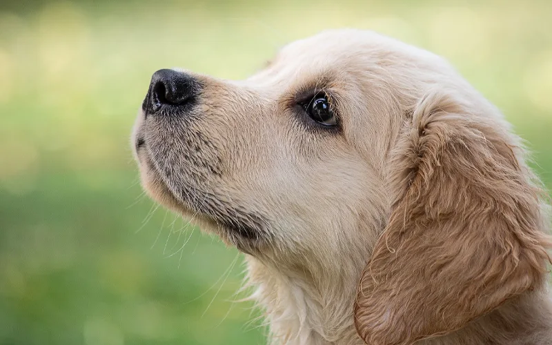 Benefits of Fiber in Your Dog's Diet