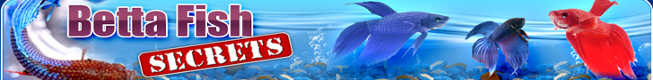 Betta Fish Secrets Betta Fish Secrets