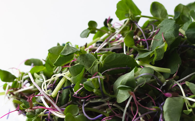 How to Grow Delicious and Nutritious Microgreens