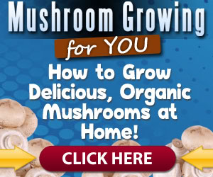 Mushroom Growing for You