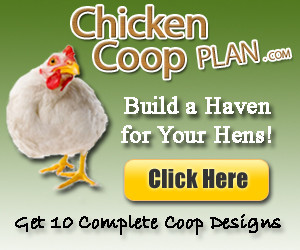 Chicken Coop Plans