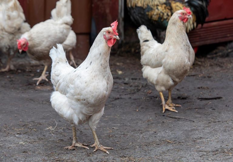 Frequency Needed to Clean the Coop