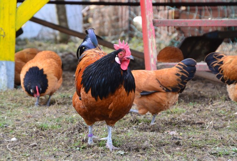 Top Tips to Building the Perfect Chicken Coop