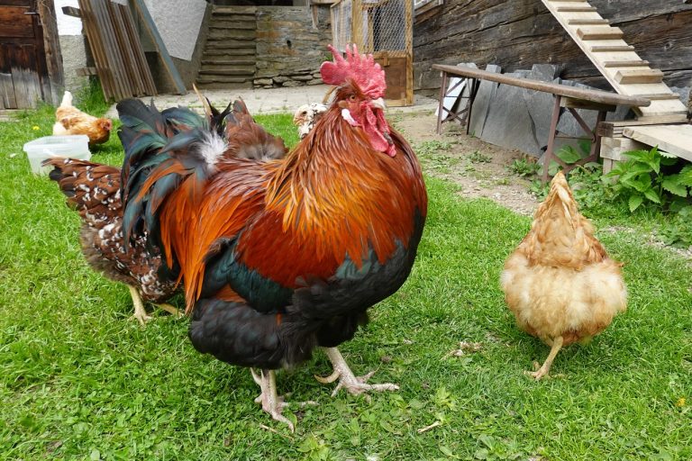 Building a Portable Chicken Coop