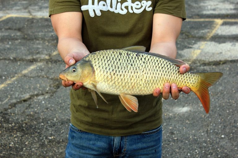 Bass Fishing Facts and More Tips