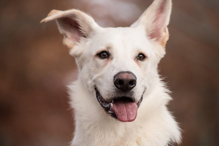Choosing Healthy Foods for Your Dog
